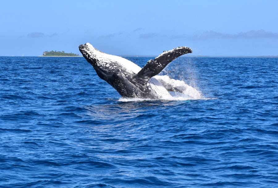 A majestic humpback whale breaching in the waters of Vava'u, Tonga, showcasing the beauty of marine life.